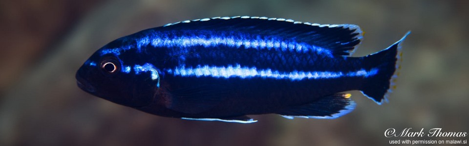 Melanochromis loriae 'Chirwa Island'