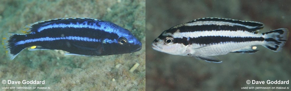 Melanochromis loriae 'Machili Island'