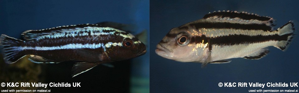 Melanochromis loriae (unknown locality)