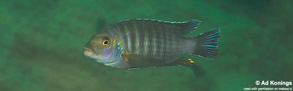 Petrotilapia chrysos 'Chinyankwazi Island'