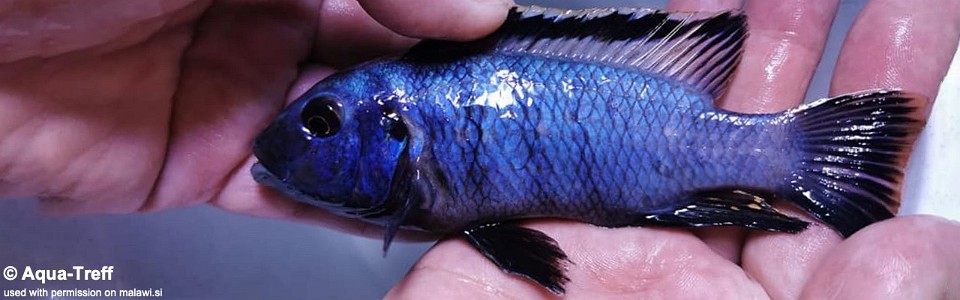 Petrotilapia chrysos 'Nkolongwe'