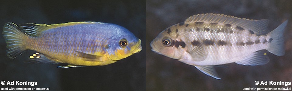 Petrotilapia flaviventris 'Linganjala Reef'