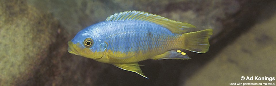 Petrotilapia flaviventris 'Londo Bay'