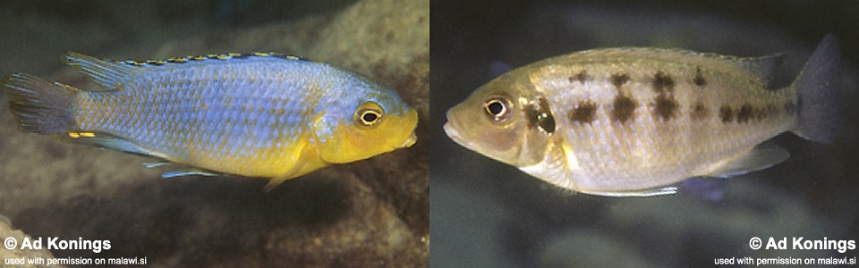 Petrotilapia genalutea 'Chitande Island'<br><font color=gray>Petrotilapia sp. 'chitande' Chitande Island</font>