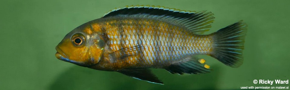 Petrotilapia genalutea 'Hongi Island'