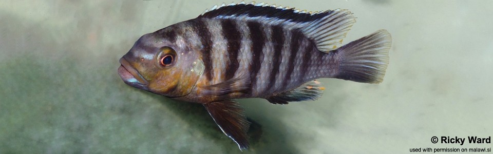 Petrotilapia genalutea 'Magunga'