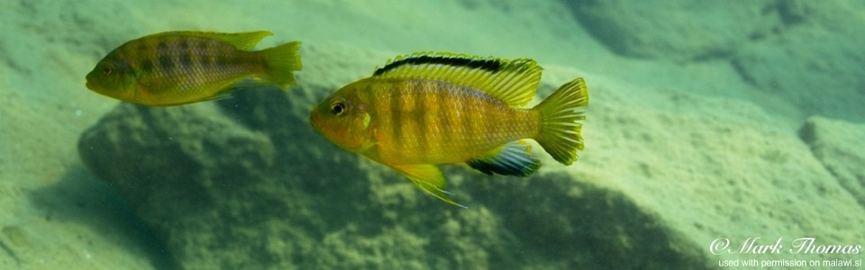 Petrotilapia genalutea 'Mdowa'