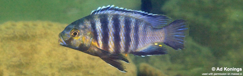 Petrotilapia genalutea 'Nakantenga Island'