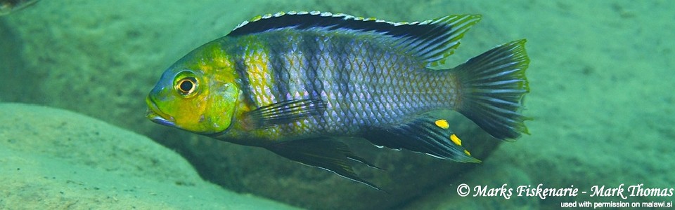 Petrotilapia genalutea 'Ngwasi'