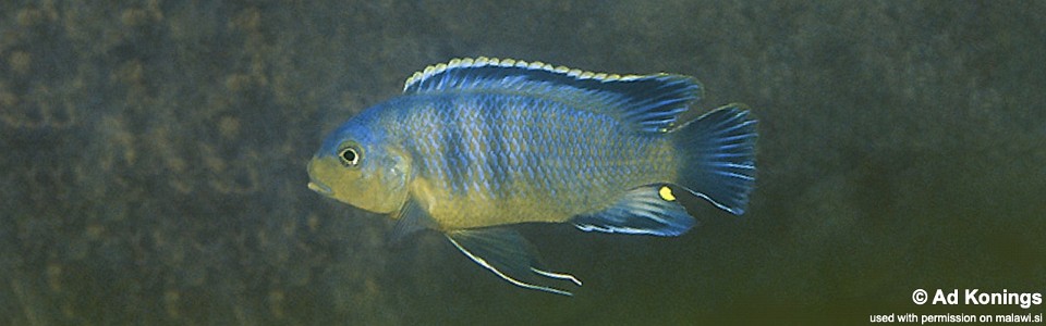 Petrotilapia genalutea 'Selewa'