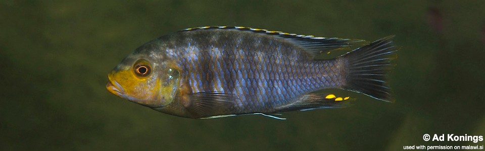 Petrotilapia genalutea 'Thumbi West Island'