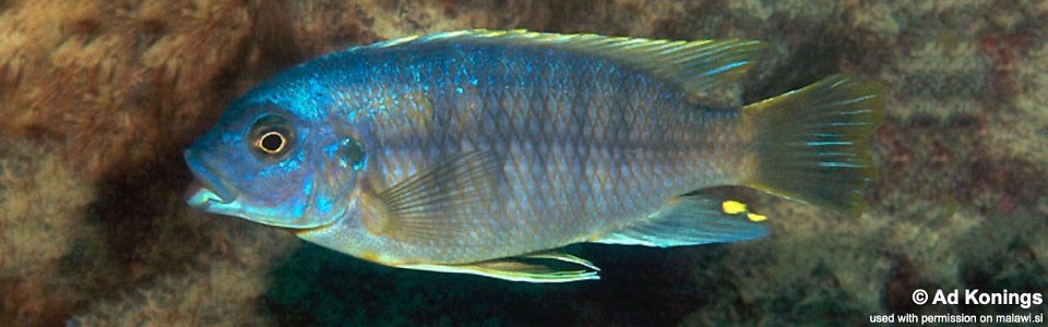 Petrotilapia microgalana 'Katale Island'