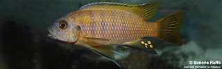 Petrotilapia microgalana 'Luwino Reef'.jpg