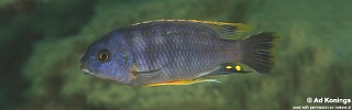 Petrotilapia microgalana 'Mbowe Island'.jpg