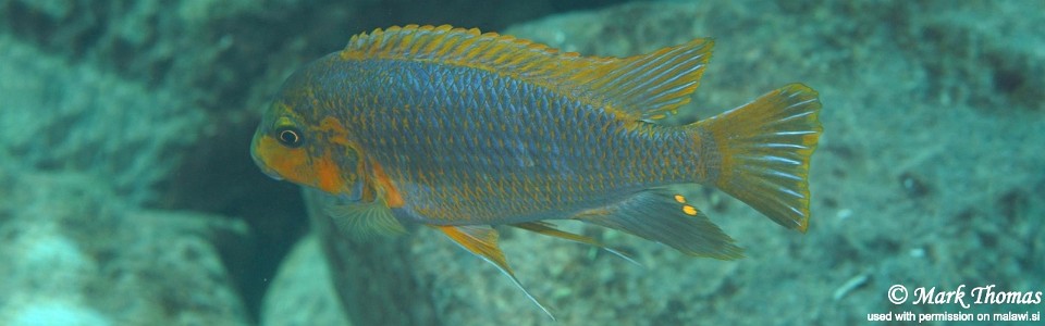 Petrotilapia palingnathos 'Chiwi Rock'