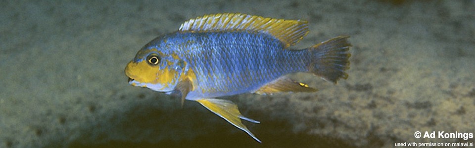 Petrotilapia palingnathos 'Mkanila Bay'