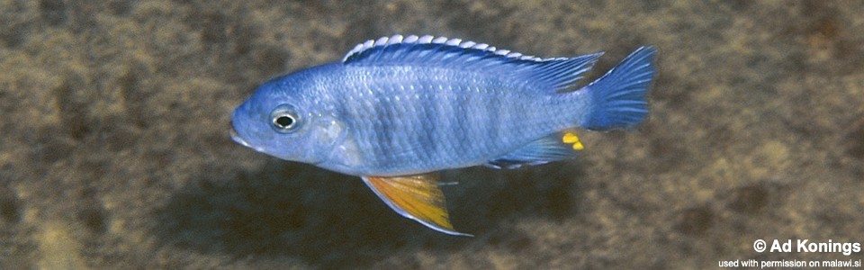 Petrotilapia pyroscelos 'Chizumulu Island'