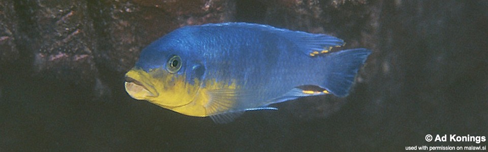 Petrotilapia sp. 'yellow chin' Gome