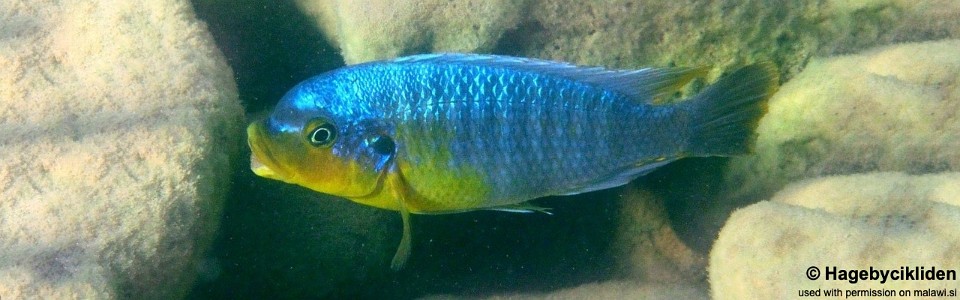 Petrotilapia sp. 'yellow chin' Maleri Island