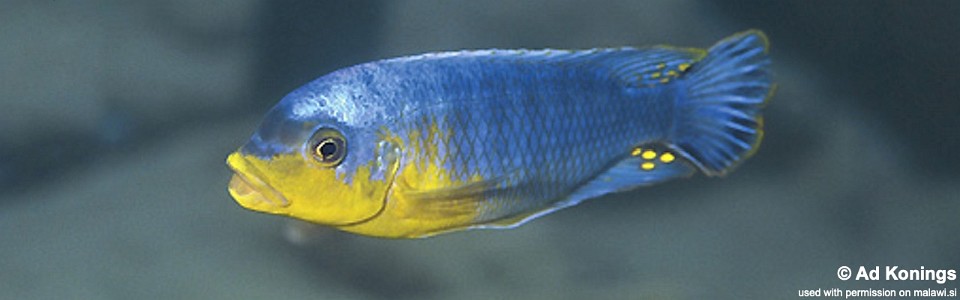 Petrotilapia sp. 'yellow chin' Metangula