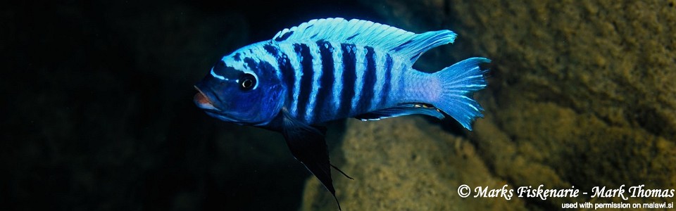 Petrotilapia sp. 'zebra' (Tanzania)