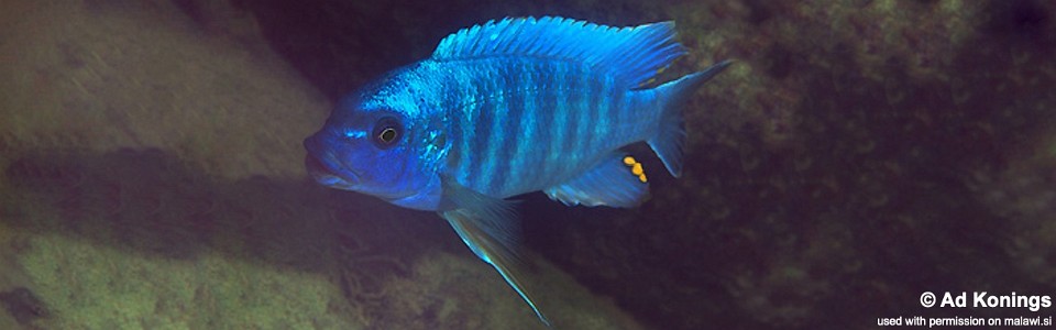 Petrotilapia tridentiger 'Pombo Rocks'