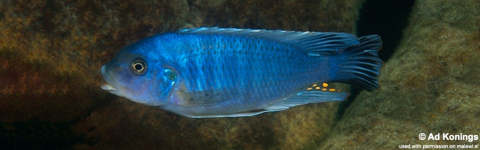 Petrotilapia tridentiger 'Thumbi West Island'