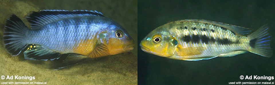 Pseudotropheus brevis 'Boadzulu Island'