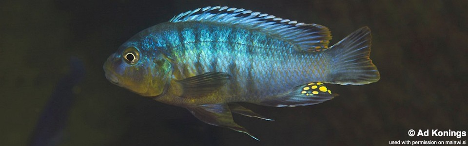 Pseudotropheus brevis 'Chinyamwezi Island'