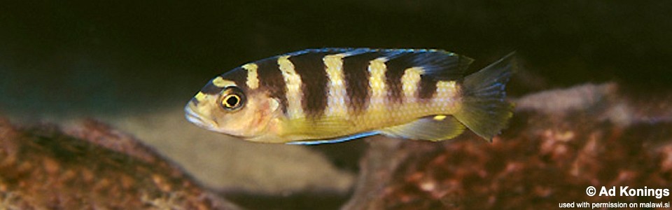 Pseudotropheus crabro 'Chilucha Reef'