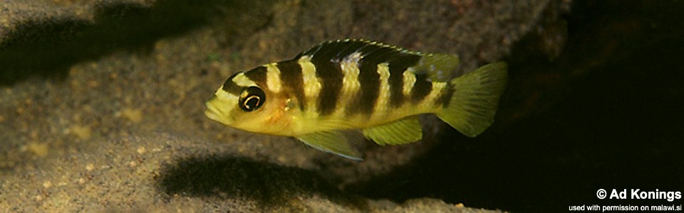 Pseudotropheus crabro 'Gome Rock'