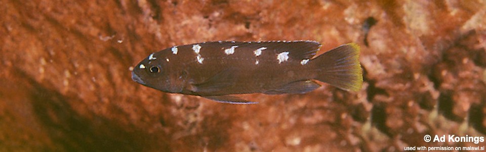 Pseudotropheus crabro 'Lion's Cove'