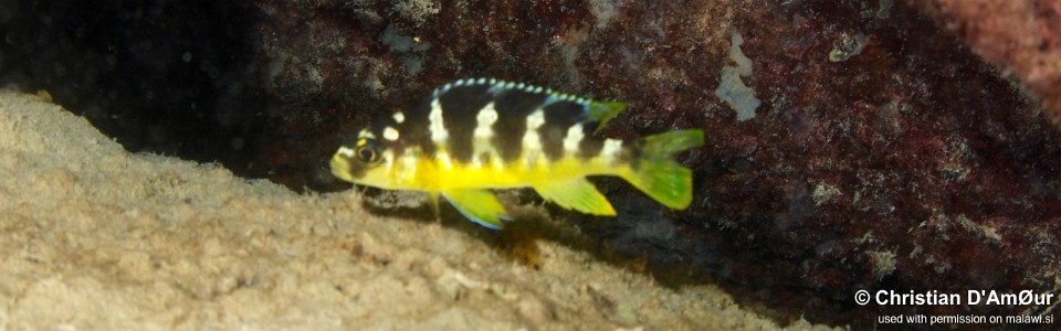 Pseudotropheus crabro 'Mbamba Island'