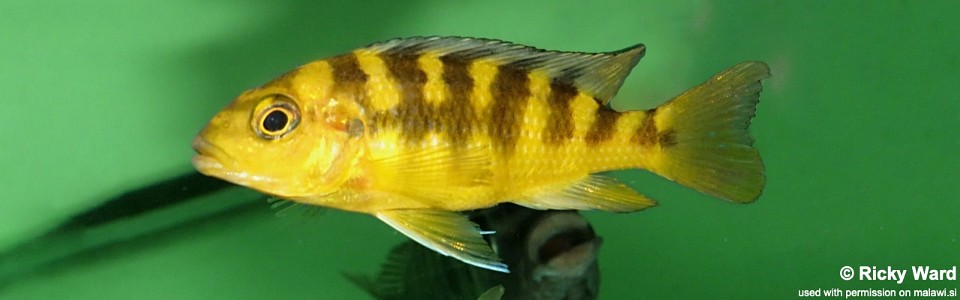 Pseudotropheus crabro 'Mbenji Island'