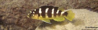 Pseudotropheus crabro 'Cobwe'.jpg