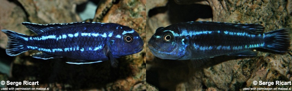 Pseudotropheus cyaneorhabdos 'Maingano Island'