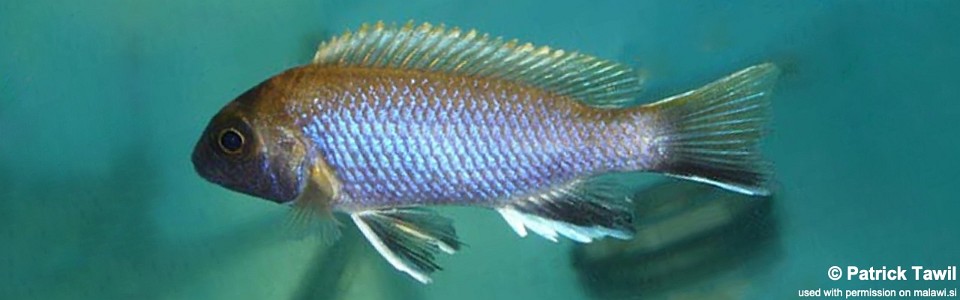 Pseudotropheus elegans 'Kasinda'