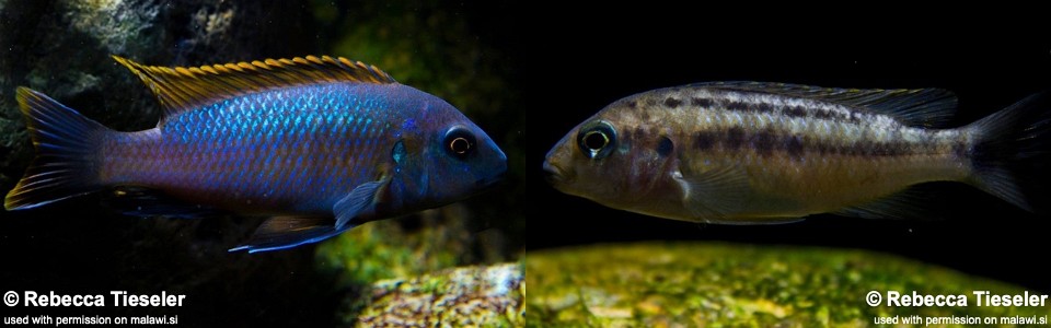 Pseudotropheus galanos 'Mbenji Island'