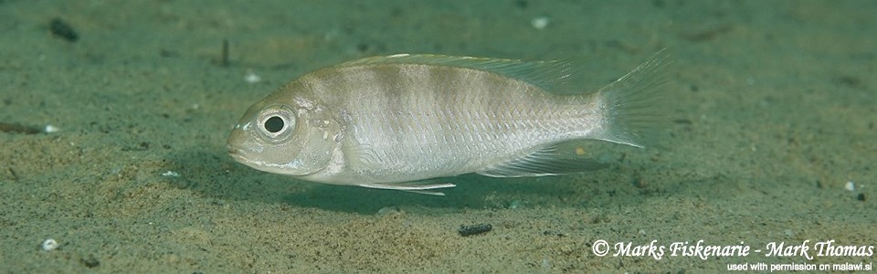 Pseudotropheus livingstonii 'Lundo Island'