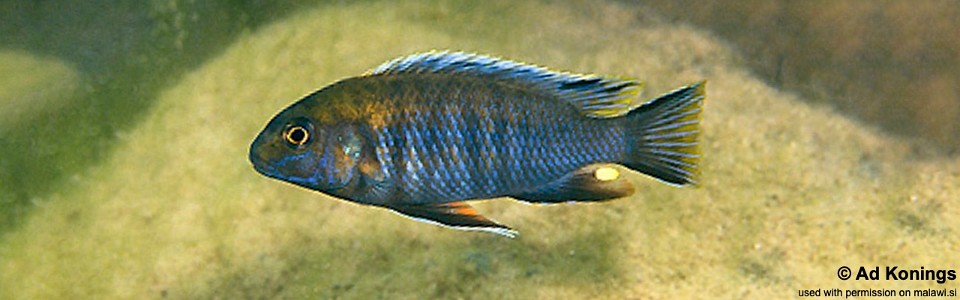 Pseudotropheus lucerna 'Nkhata Bay'