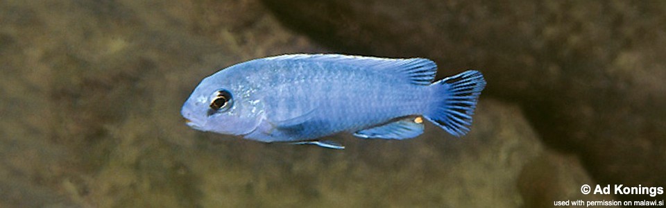 Pseudotropheus perspicax 'Kakusa'