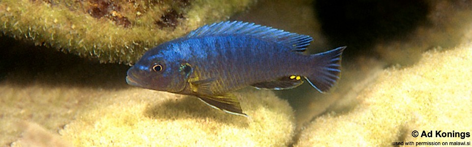 Pseudotropheus purpuratus 'Chiloelo'