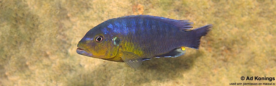 Pseudotropheus purpuratus 'Mumbo Island'