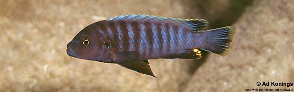 Pseudotropheus sp. 'aggressive grey' Maingano Island