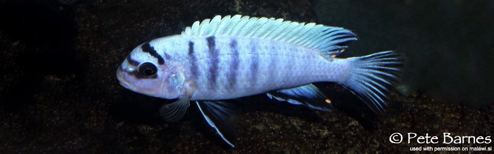 Pseudotropheus sp. 'perspicax tanzania' Ngehe