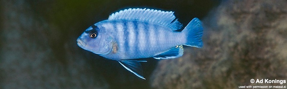 Pseudotropheus sp. 'perspicax tanzania' Ngkuyo Island