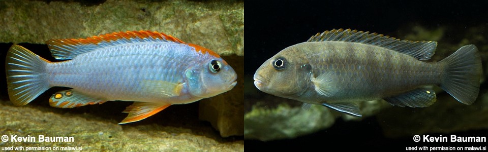 Pseudotropheus sp. 'red top ndumbi' Ndumbi Point<br><font color=gray>Pseudotropheus sp. 'perspicax orange cap' Ndumbi Point</font>