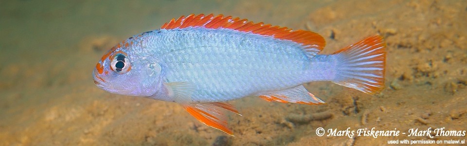 Pseudotropheus sp. 'red top ndumbi' Pombo Rocks<br><font color=gray>Pseudotropheus sp. 'perspicax orange cap' Pombo Rocks</font>