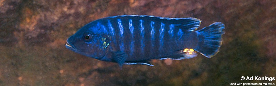 Pseudotropheus sp. 'tursiops mbenji' Mbenji Island