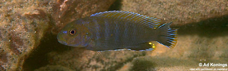 Pseudotropheus sp. 'variable eastern' Gome Rock